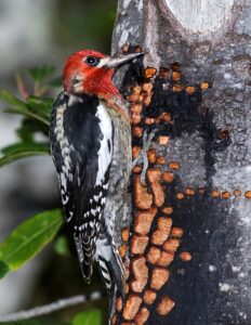 Red-breasted Sapsucker