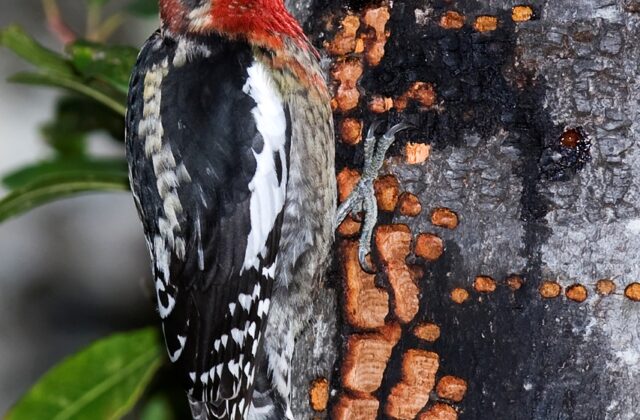 Red-breasted Sapsucker