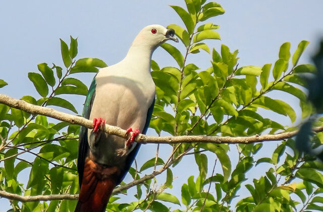 Spice Imperial Pigeon