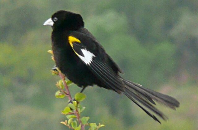 White-winged Widowbird