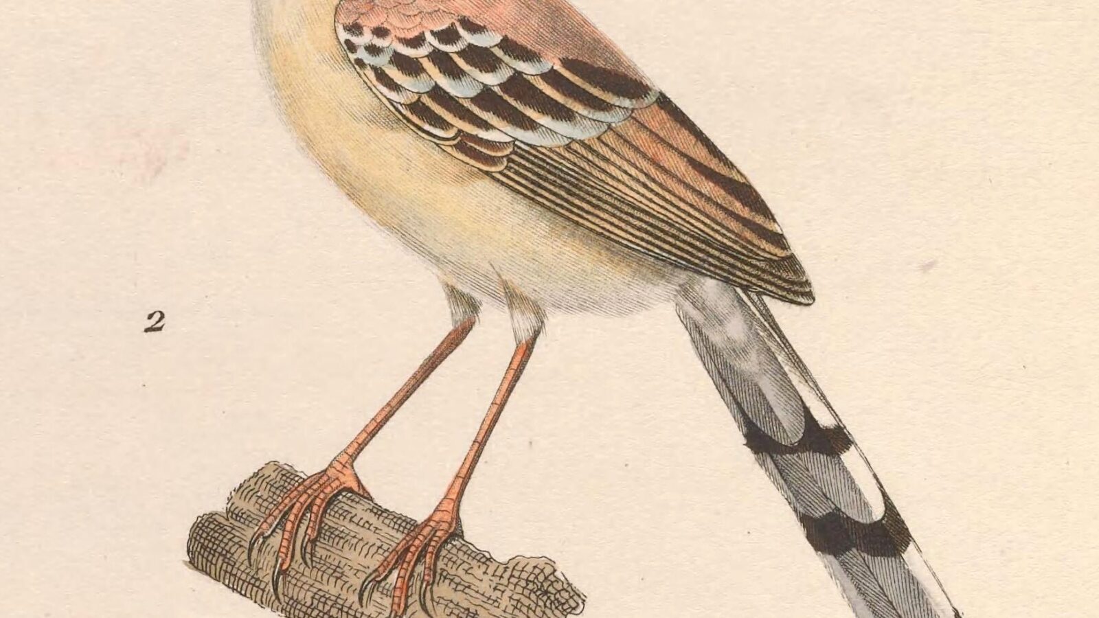Cricket Warbler