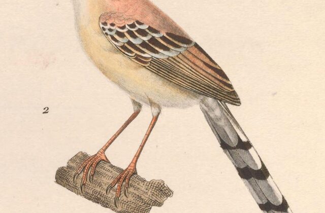 Cricket Warbler