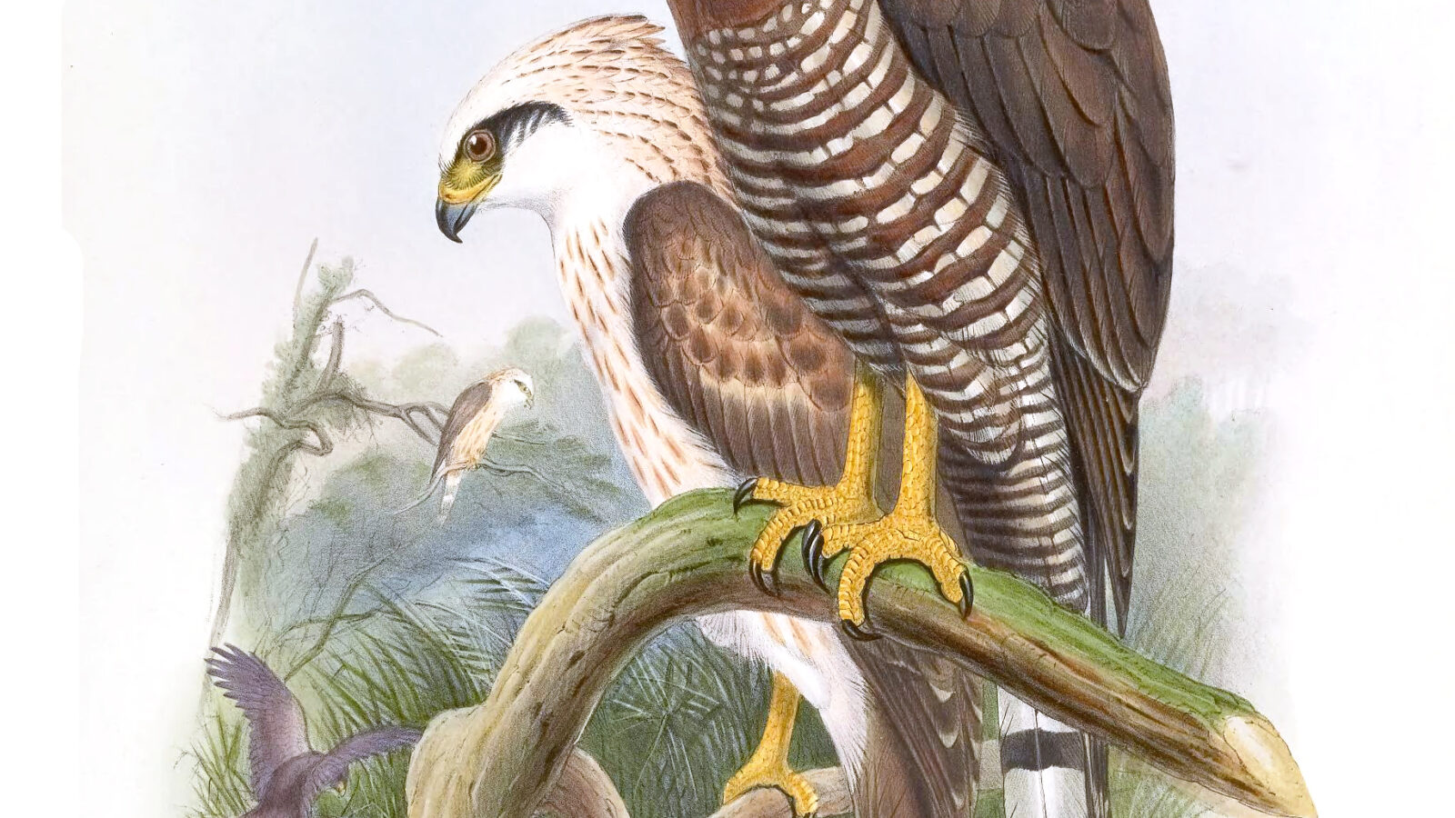 Sulawesi Serpent Eagle