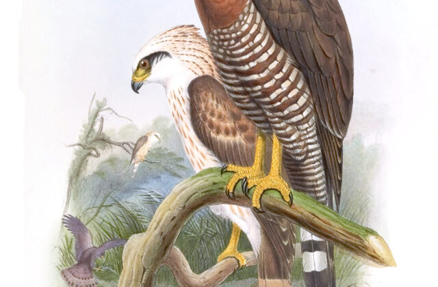 Sulawesi Serpent Eagle