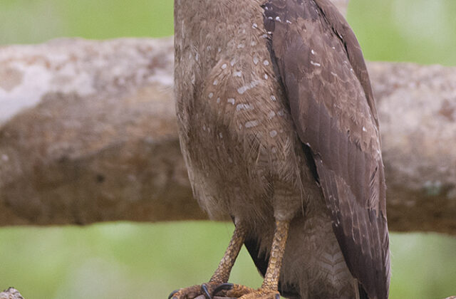 Crested Serpent Eagle