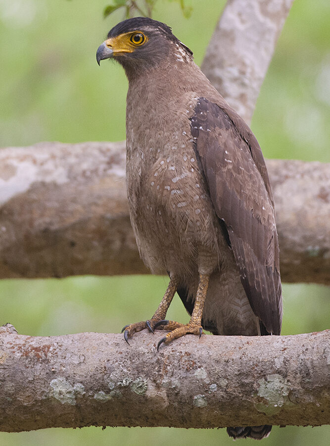 Crested Serpent Eagle
