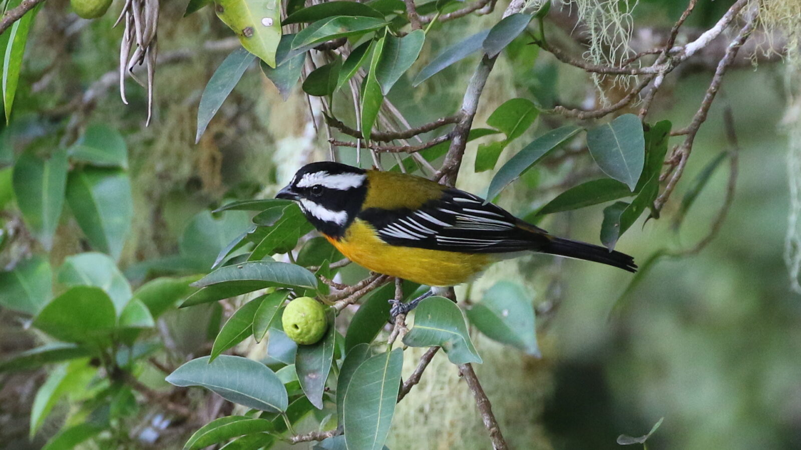 Jamaican Spindalis