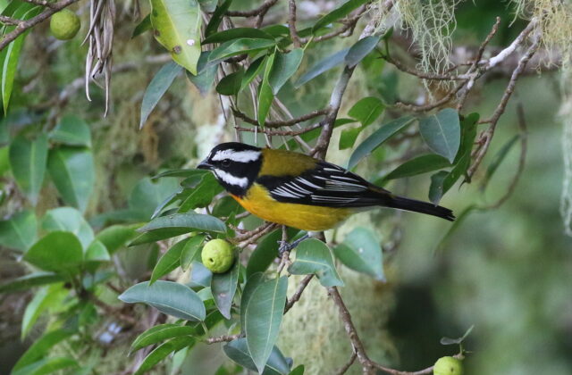 Jamaican Spindalis