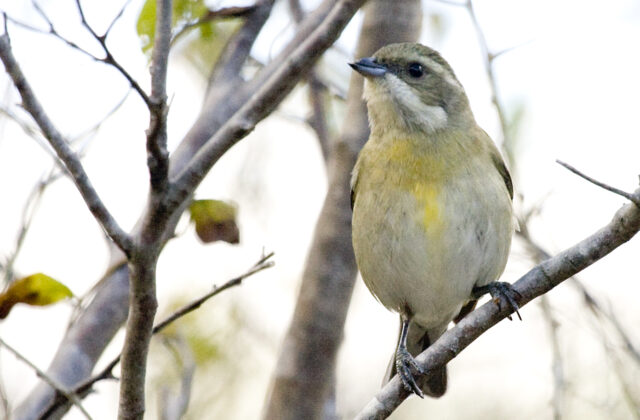 Western Spindalis