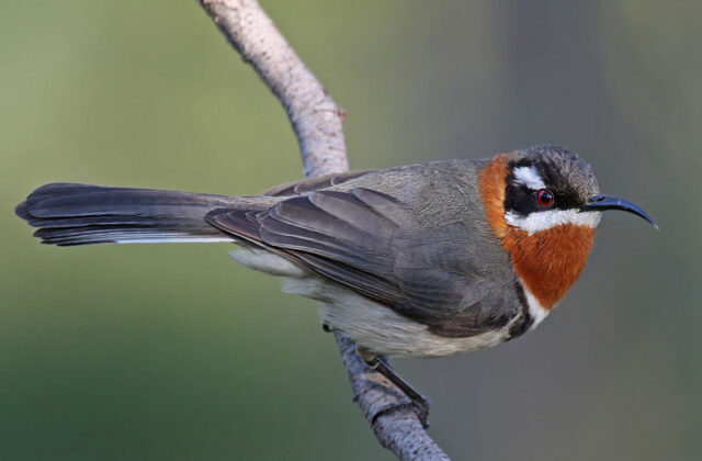 Western Spinebill