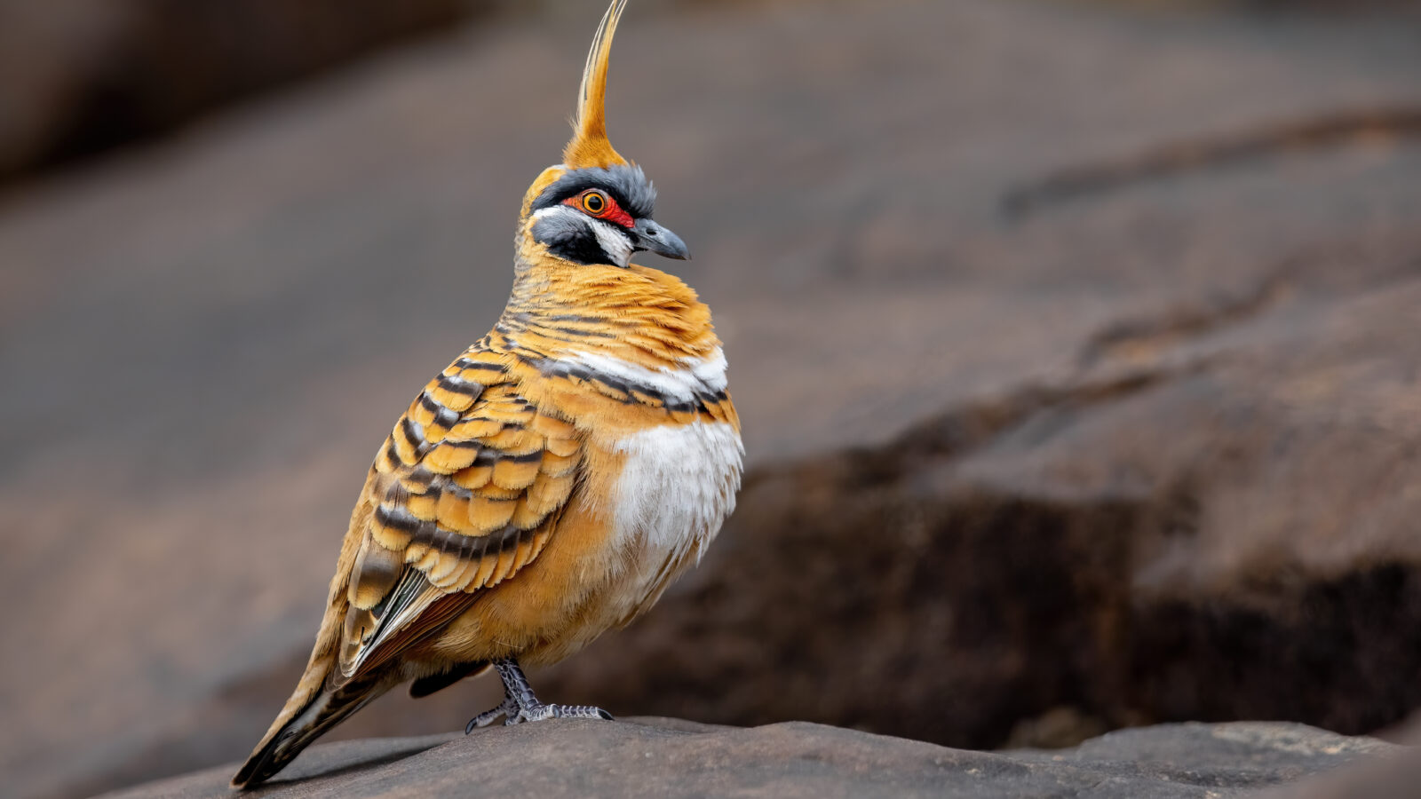 Spinifex Pigeon