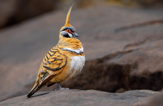 Spinifex Pigeon