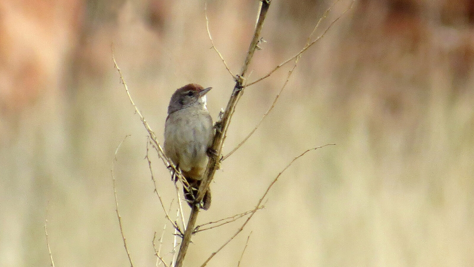 Spinifexbird