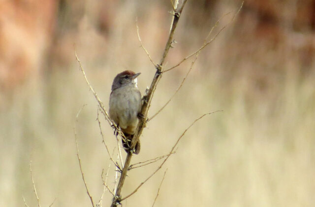 Spinifexbird