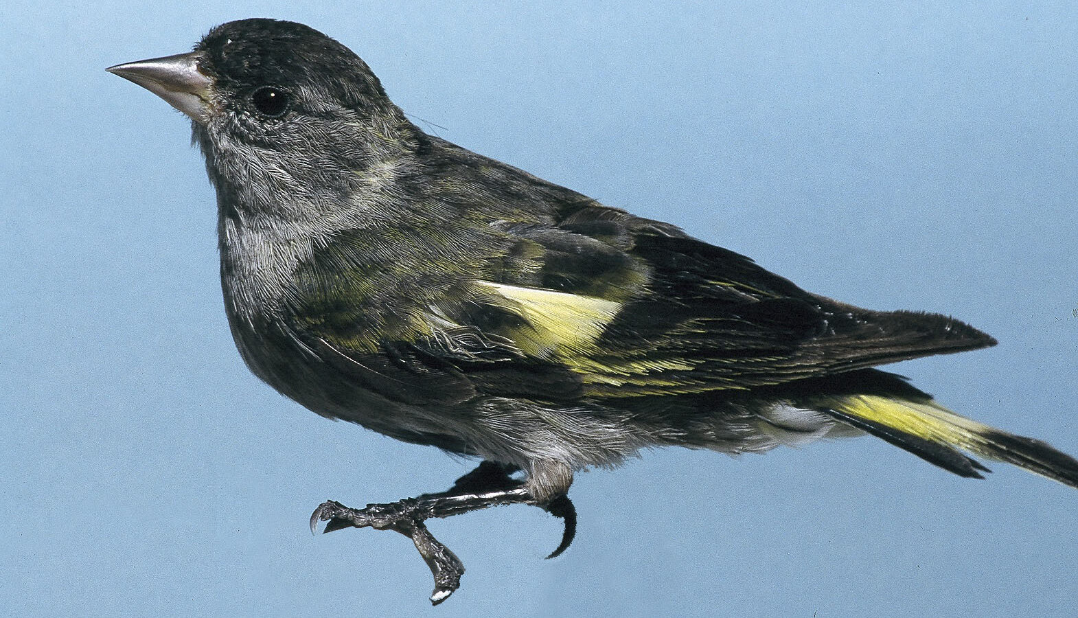 Black-capped Siskin