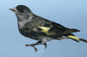 Black-capped Siskin