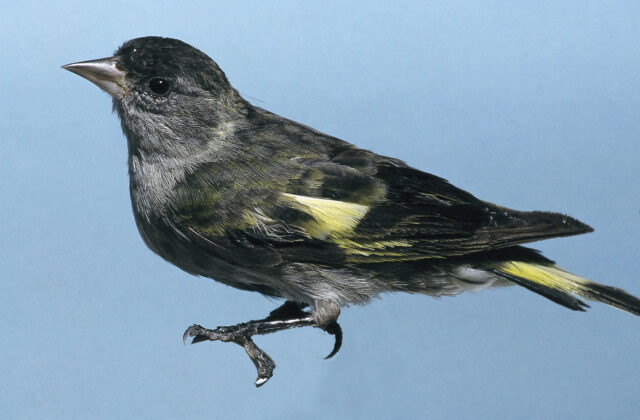 Black-capped Siskin