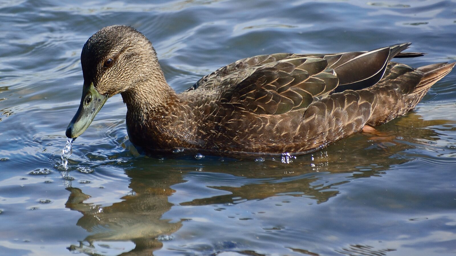 American Black Duck