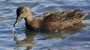 American Black Duck