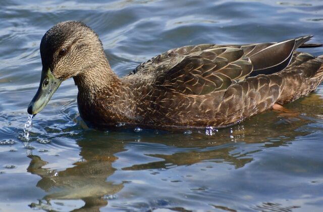 American Black Duck