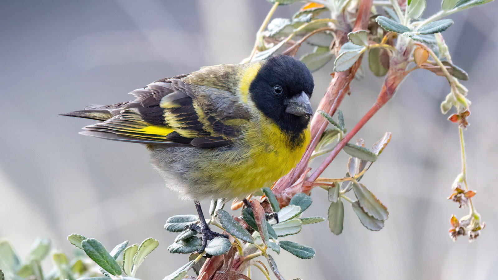 Thick-billed Siskin