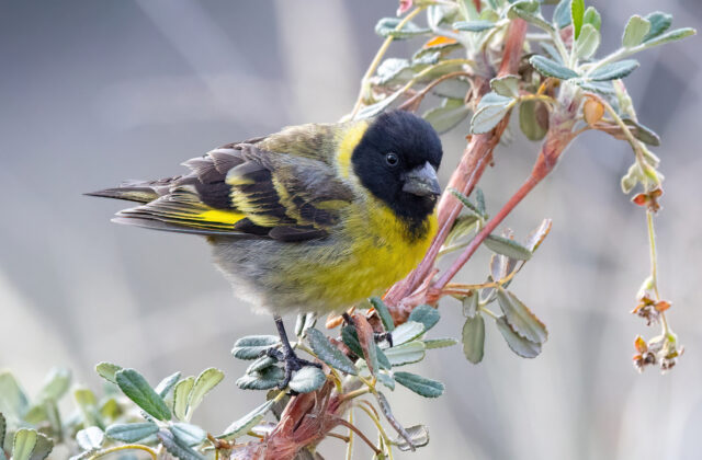 Thick-billed Siskin