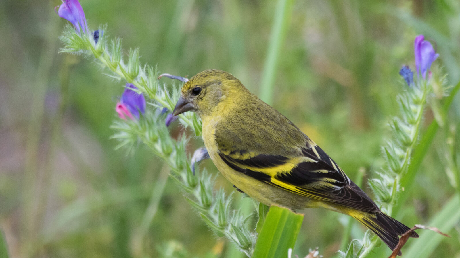 Hooded Siskin