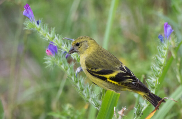 Hooded Siskin