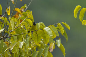 Olivaceous Siskin