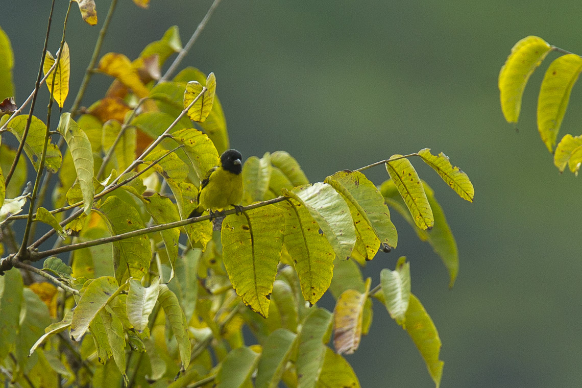 Olivaceous Siskin