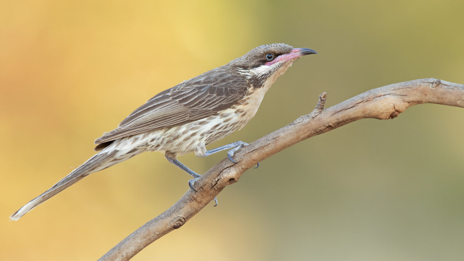 Spiny-cheeked Honeyeater