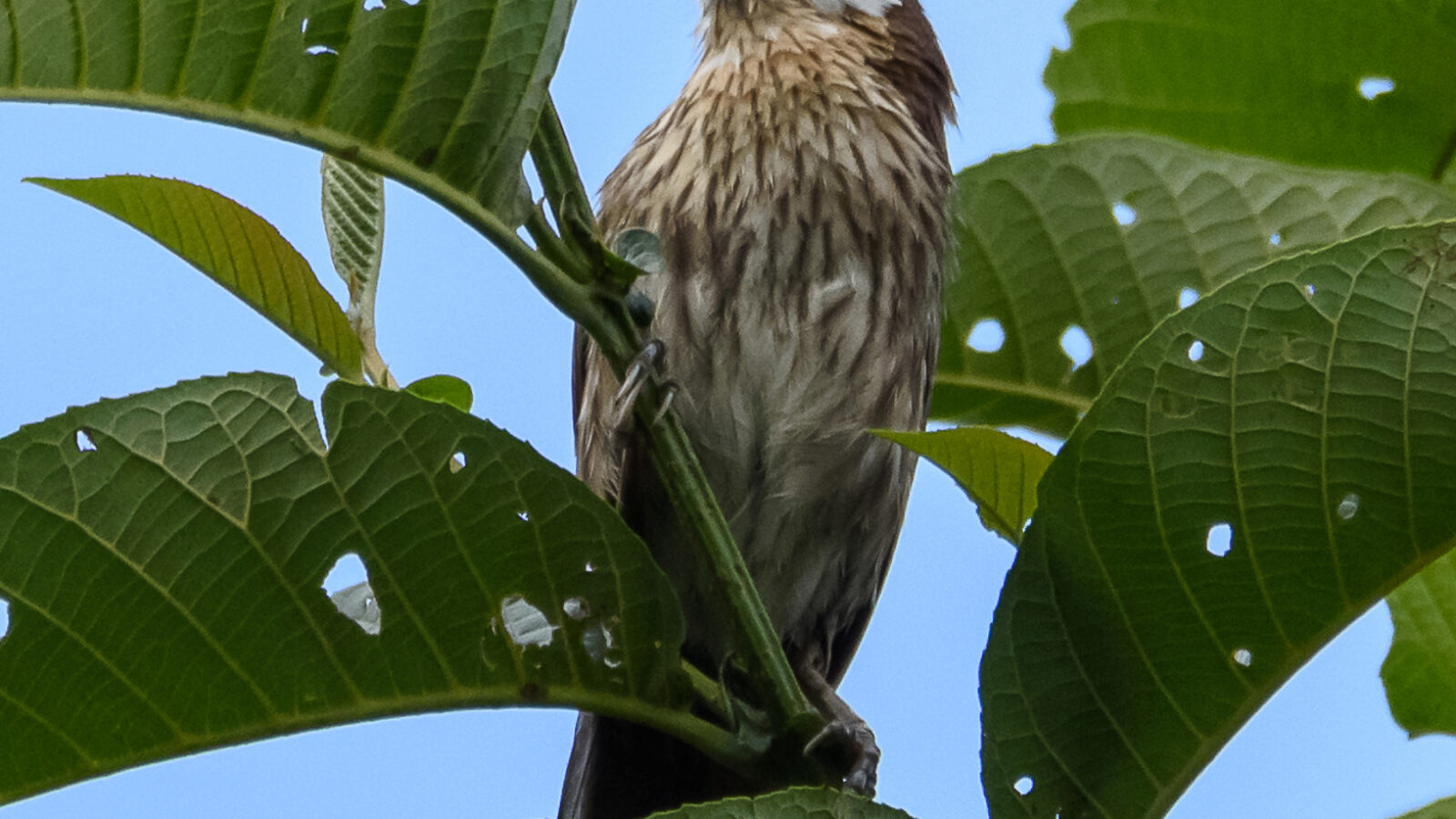 Spiny Babbler