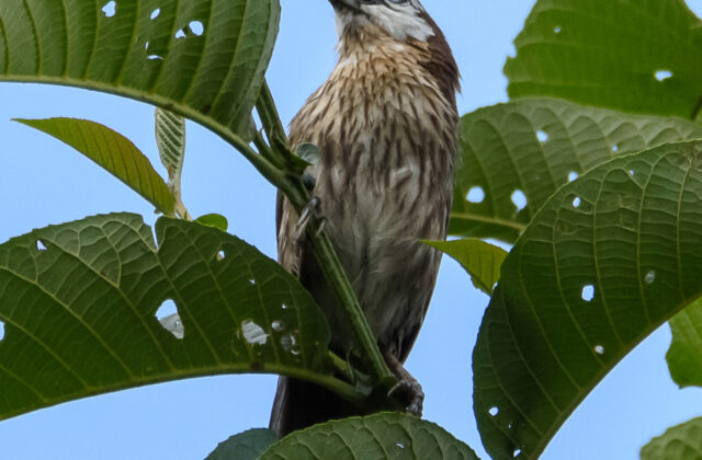 Spiny Babbler