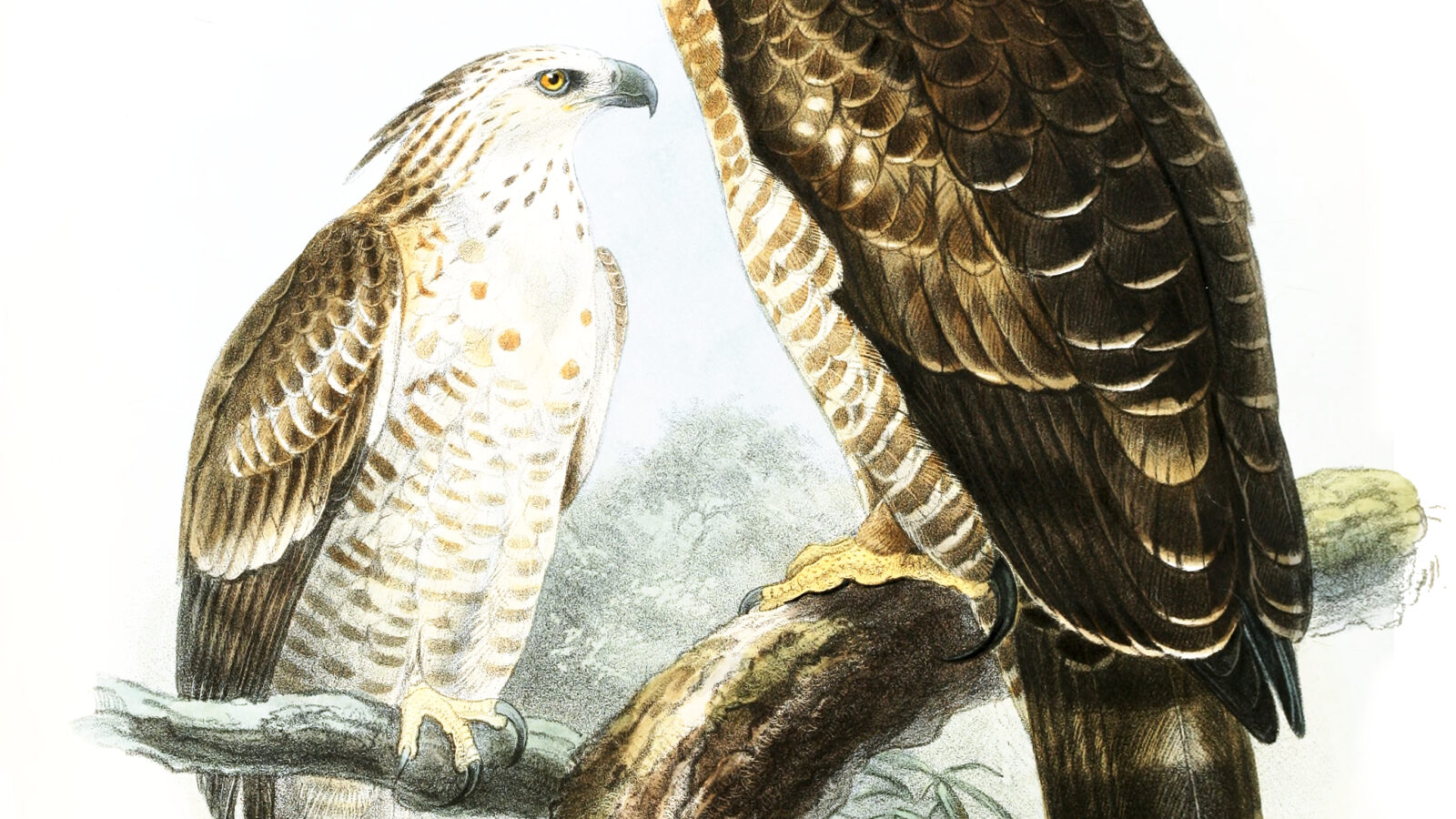 Legge’s Hawk-Eagle