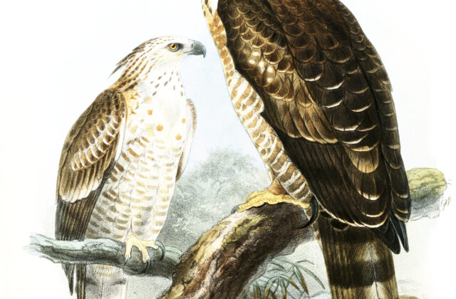 Legge’s Hawk-Eagle