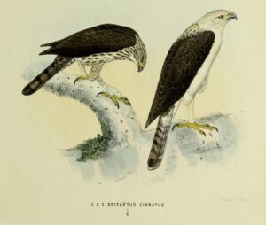 Flores Hawk-Eagle