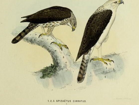 Flores Hawk-Eagle