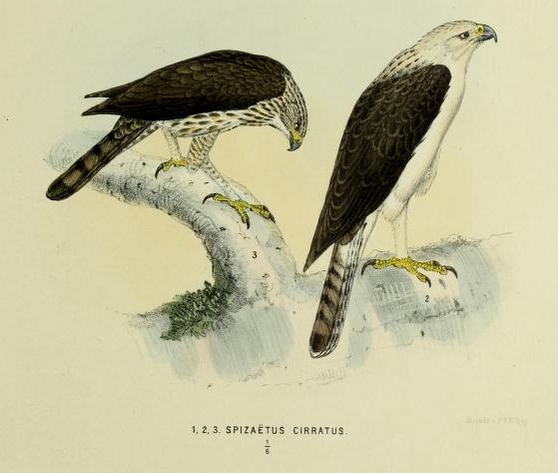 Flores Hawk-Eagle