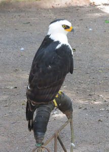 Black-and-white Hawk-Eagle
