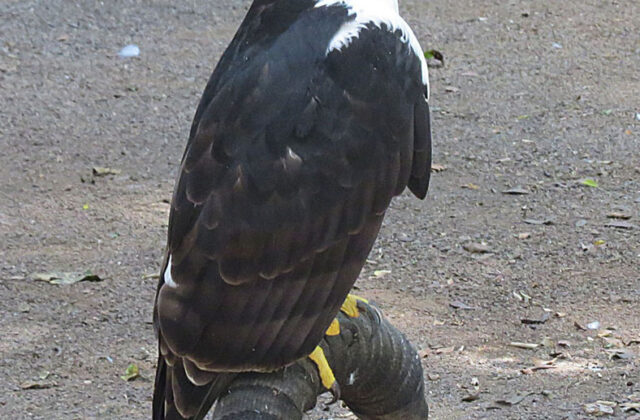 Black-and-white Hawk-Eagle