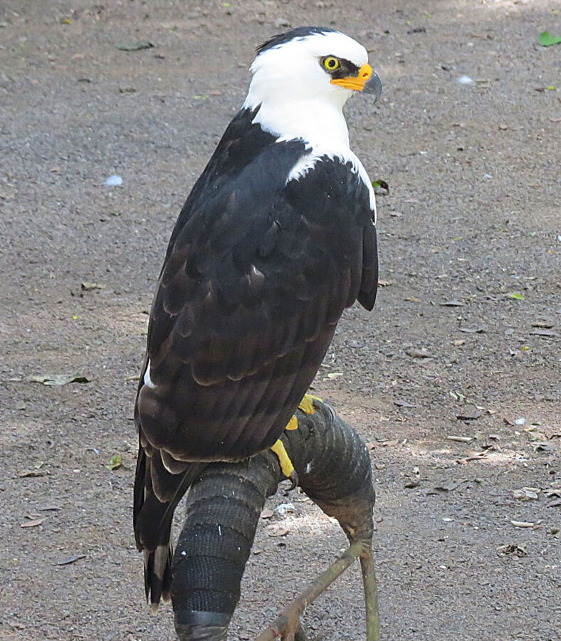 Black-and-white Hawk-Eagle