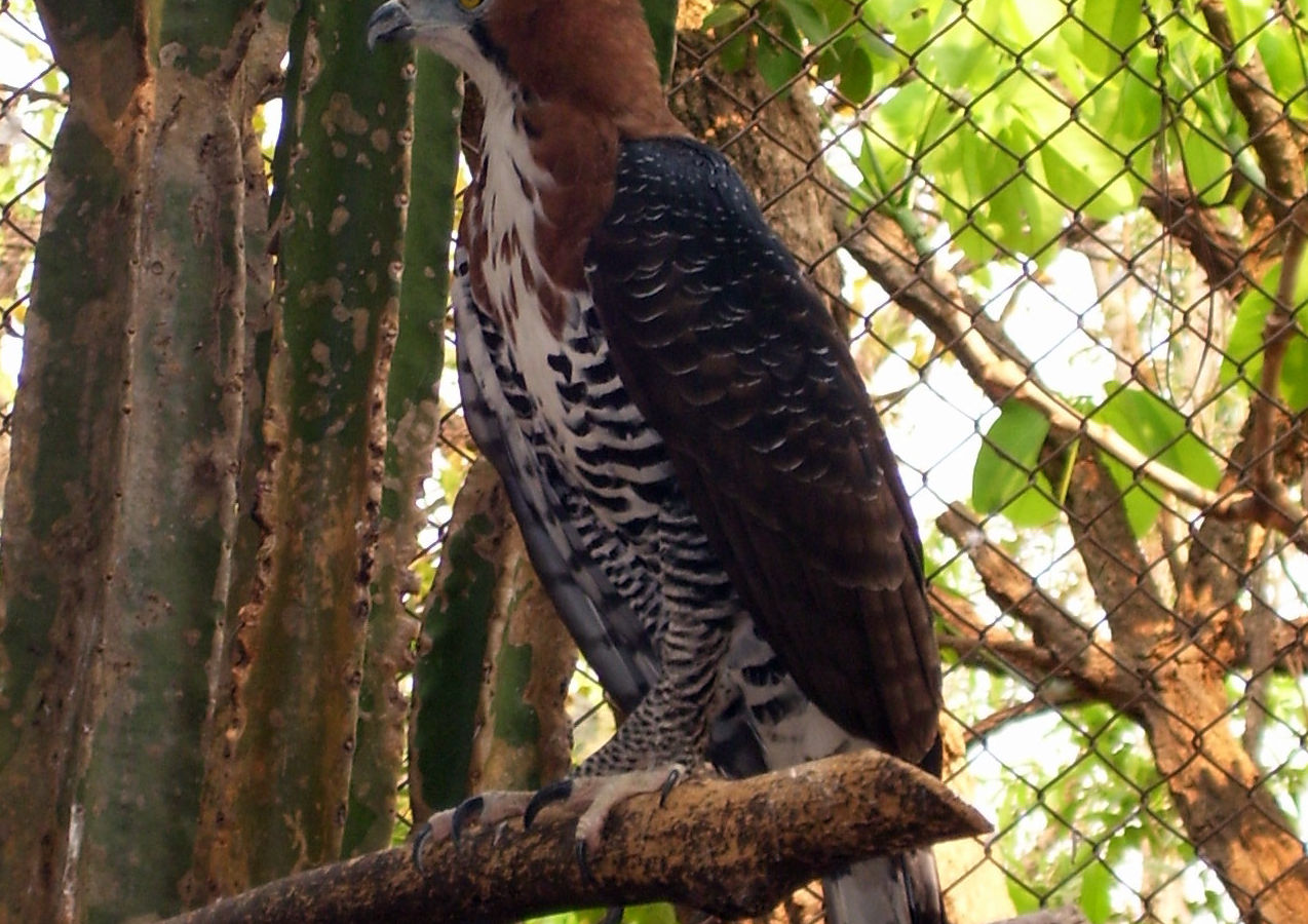 Ornate Hawk-Eagle
