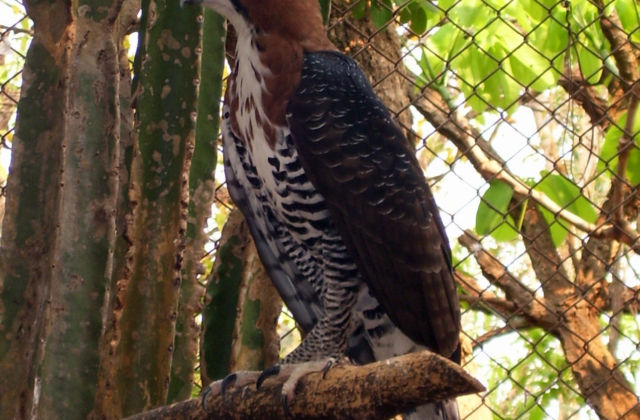 Ornate Hawk-Eagle