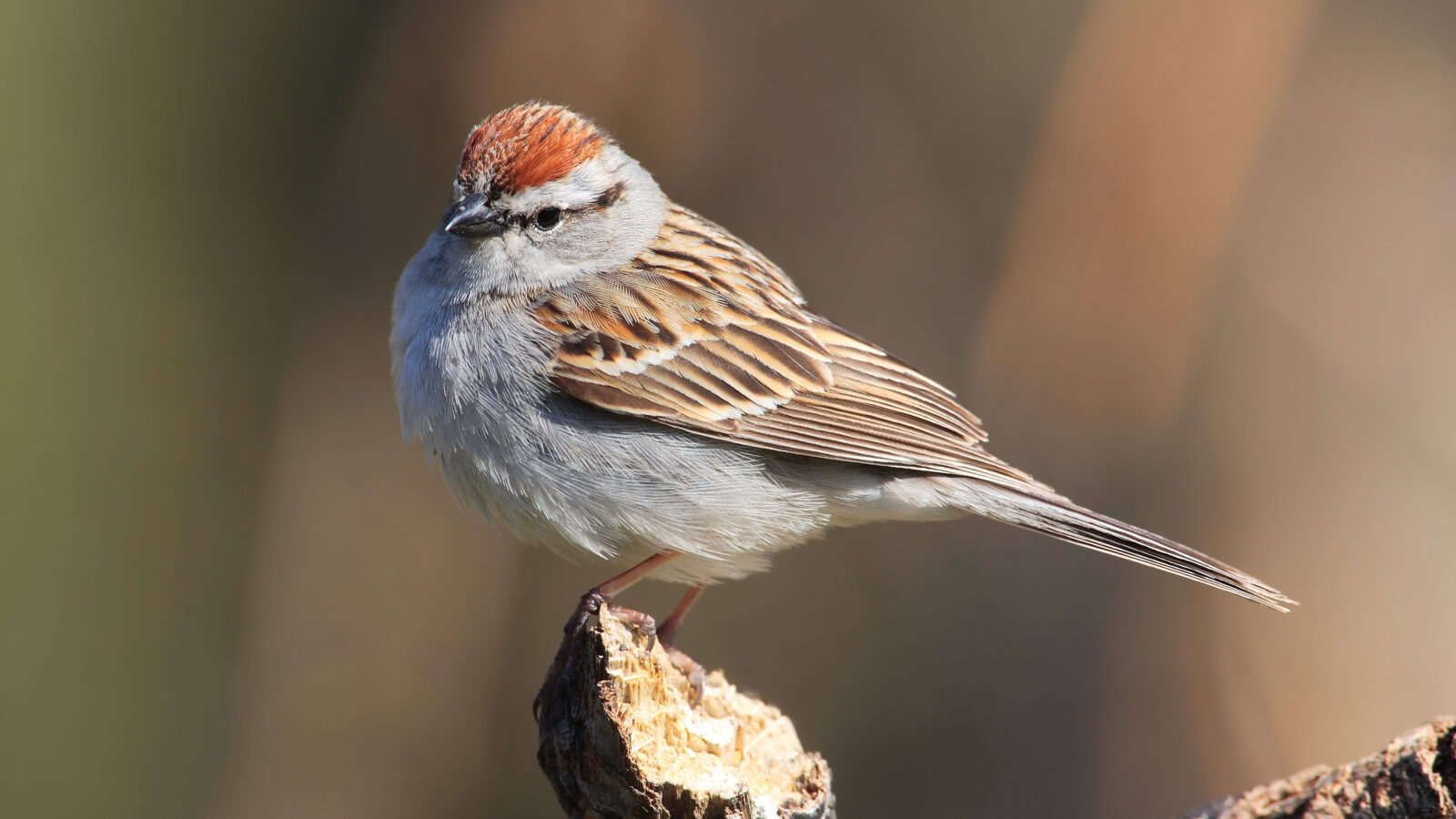 Chipping Sparrow