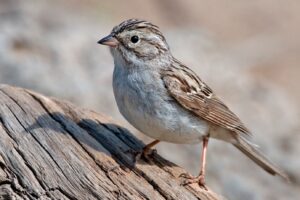 Brewer’s Sparrow