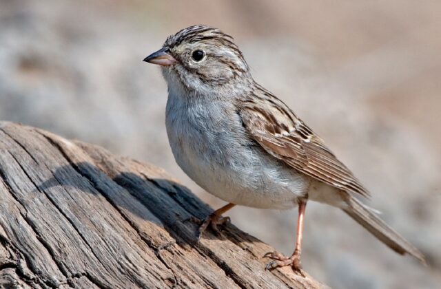 Brewer’s Sparrow
