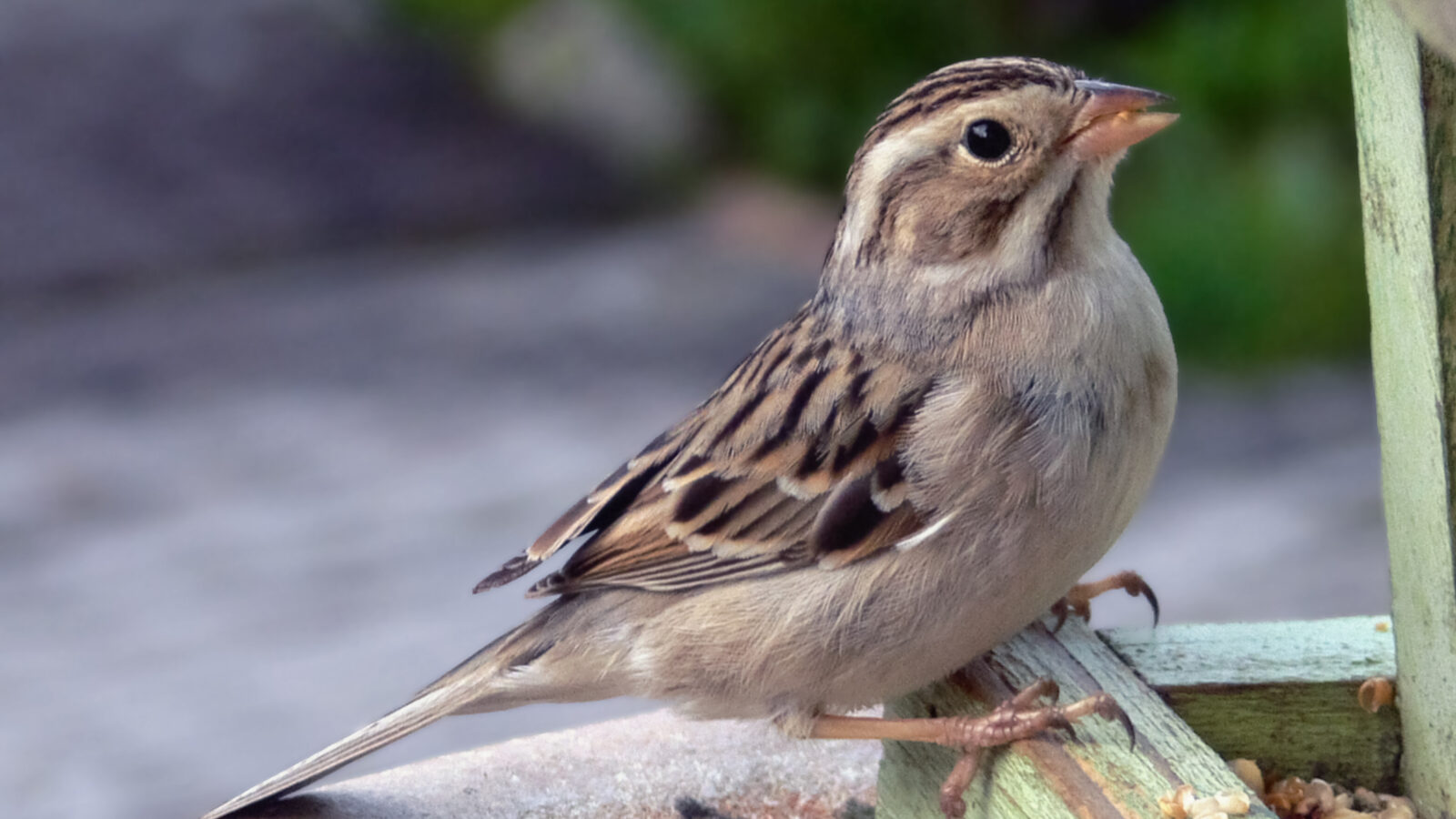 Clay-colored Sparrow