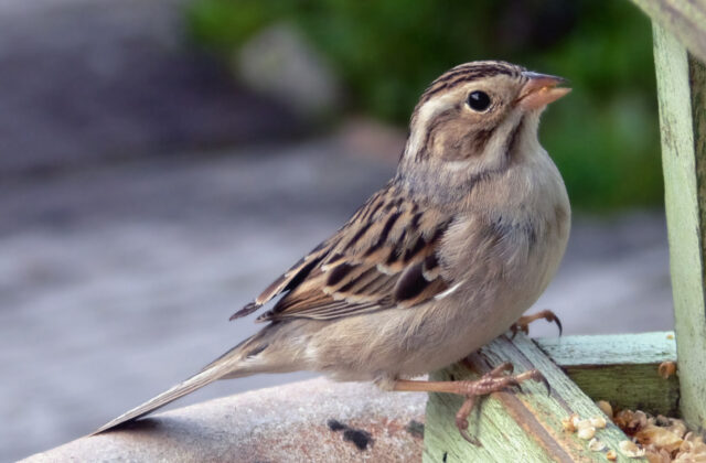 Clay-colored Sparrow