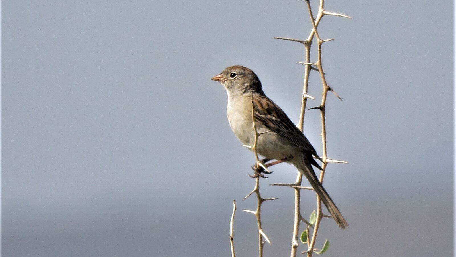 Worthen’s Sparrow