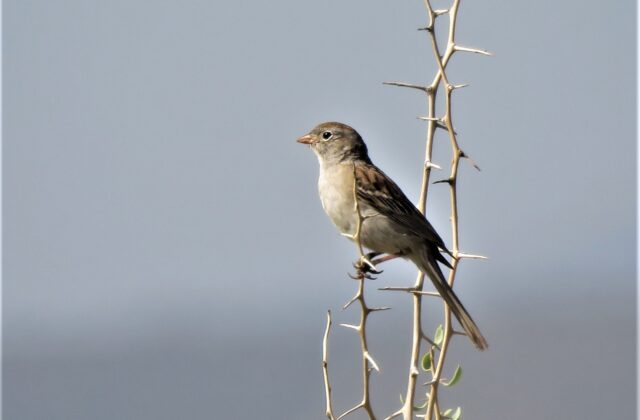 Worthen’s Sparrow